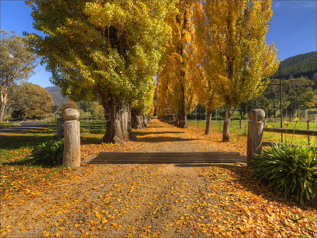 Peter Bellingham Photography Golden Lane - VIC SQ (PBH4 00 13885)